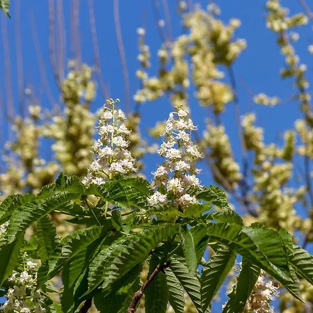 Pellegrini Luxury Penzion Split